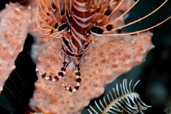 Lionfish