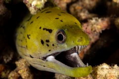 Undulated Moray eel