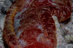 Spanish Dancer Nudibranch