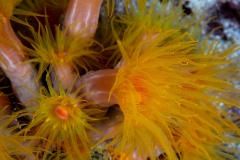 Orange Cup Coral