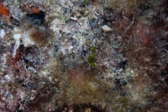 Reef Stonefish