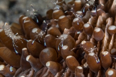 Cleaning shrimp on musroom coarl