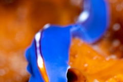 Flatworm (Pseudoceros bifurcus)