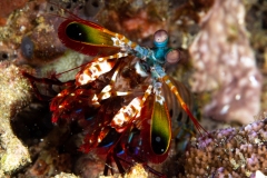 Mantis Shrimp