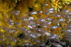 Glassfish