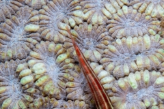 Goby on coral