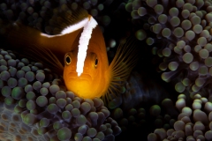 Golden Skunk Clownfish