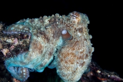 Reef Octopus