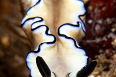 Nudibranch (‘Doriprismatica’ atromarginata)