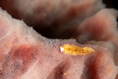 Flatworm (Pseudoceros goslineri)