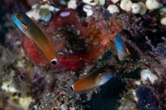 tailspot blenny