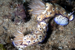nudibranch (Hypselodoris tryoni)