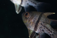 Orbiculate Cardinalfish