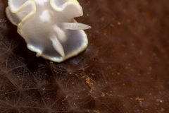 Nudibranch (Glossodoris pallida)