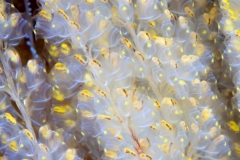 Tunicate Perophora namei colony