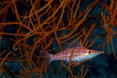 Longnose Hawkfish