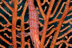 Longnose Hawkfish