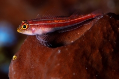 Goby on sponge