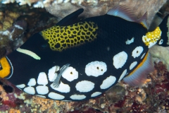 Clown Triggerfish