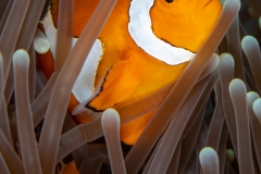 Clownfish