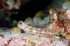 Blenny