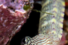 Reef Pipefish