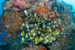 Sweetlips