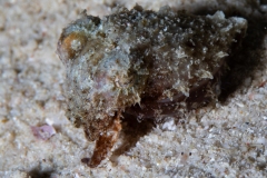 Pygmy cuttlefish (Sepia bandensis)