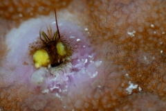 Shrimp that lives in coral