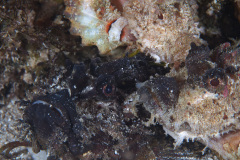 3 Scorpion Fish