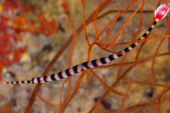 Banded Pipefish