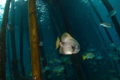 Bat fish at pier