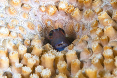 Blenny