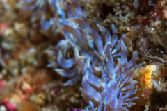 Blue Dragon Nudibranch