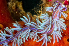 Blue Dragon Nudibranch