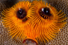 Christmas Tree Worm