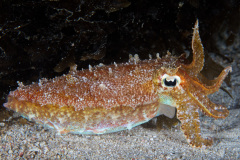 Cuttlefish