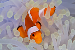 False Percula Clownfish