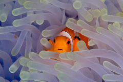 False Percula Clownfish