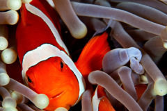 FalsePpercula Clownfish