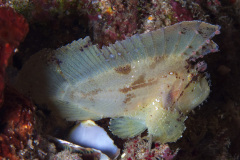 Leaf Scorpionfish