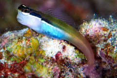 Linear Blenny