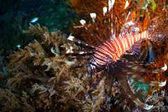 Lion Fish