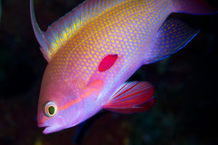 Male Anthias