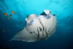 Manta Ray