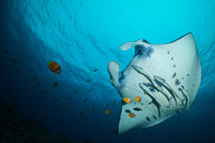 Manta Ray