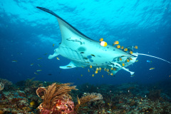 Manta Ray