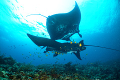 Manta Rays