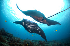 Manta Rays