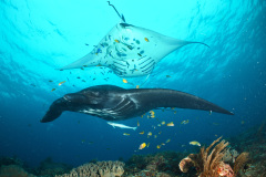 Manta Rays